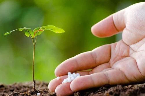 Fruit Tree Fertilization Of The Four Points For Attention, The Old Farmer Nit...