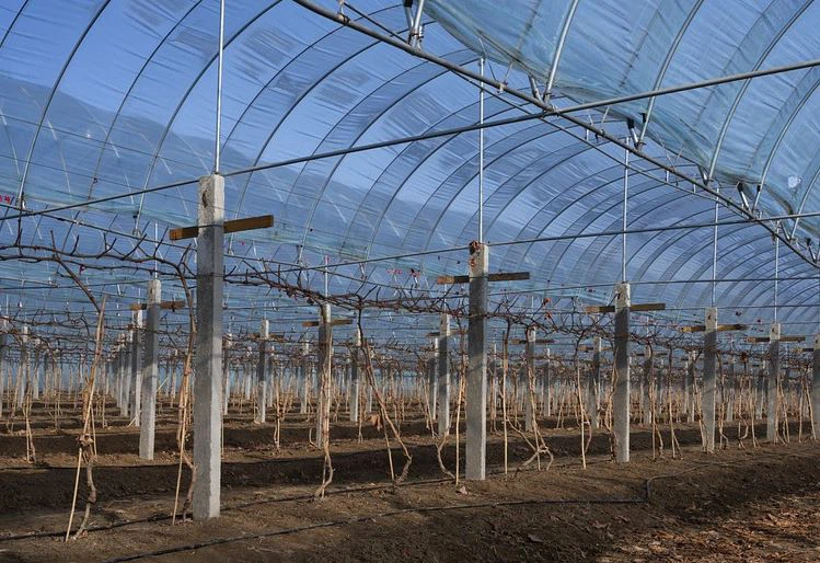 Temperature Difference Between Day And Night Leads To More Dew, 4 Greenhouses...