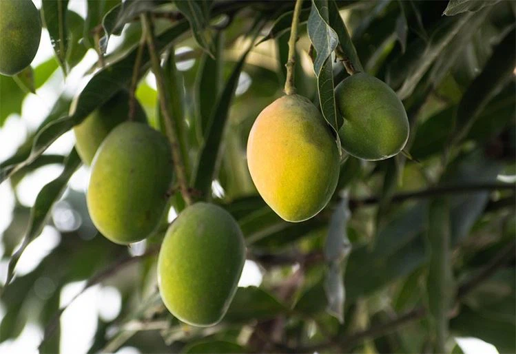 What Problems Should Be Paid Attention To in Mango Planting? Temperature, Wat...