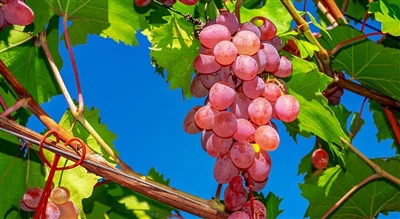 Grape High-yield Planting Technical Requirements, Old Farmers: Only Theory Ca...